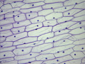 Cibule - epidermis