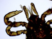 Klíště obecné (Ixodes ricinus) - samice